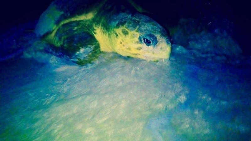 Arranca la FPMC oficialmente la temporada 2025 de protección a la tortuga marina en Cozumel