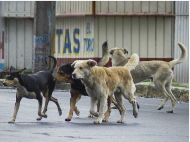 Aumenta un 25 por ciento el abandono de mascotas en colonias de Chetumal