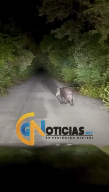Automovilista se detiene para dejar pasar a un tapir en Quintana Roo