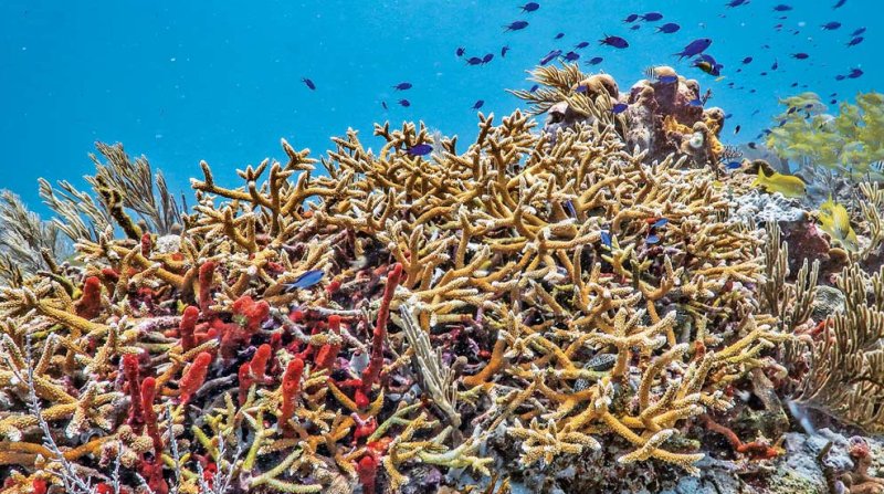 Calor extremo en el Mar Caribe: Alerta roja ambiental
