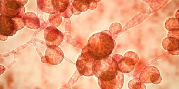 Candida auris, ¿qué es y por qué causa alarma entre los científicos?