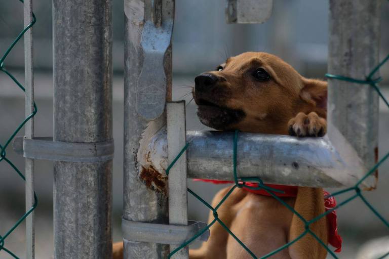 Dan una segunda oportunidad a mascotas sin hogar en Cancún