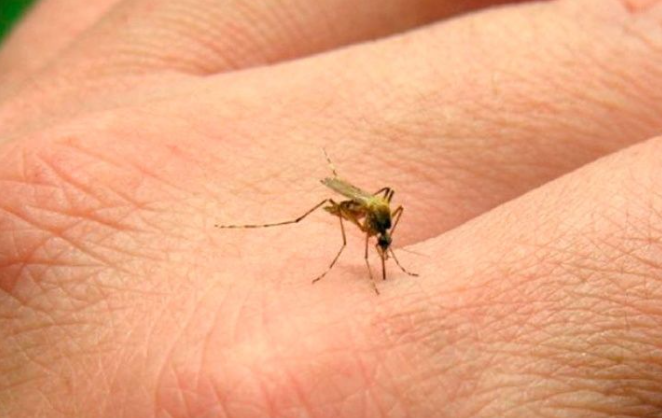 Debido a las lluvias Quintana Roo repunta en casos de dengue