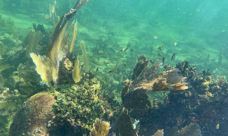 Emiten convocatoria para restaurar arrecifes dañados por huracanes de 2020 en Quintana Roo