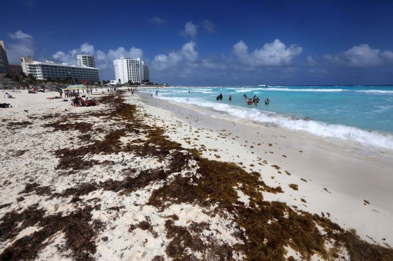 Éstas son las playas con sargazo en Quintana Roo