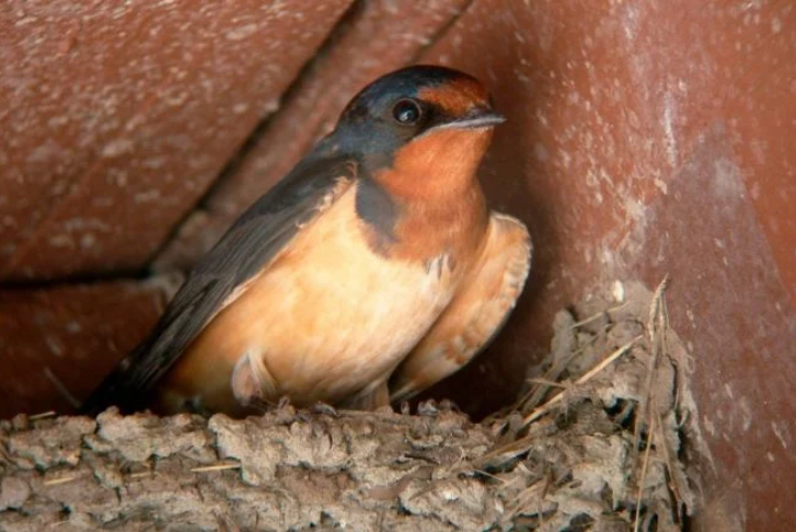Golondrina, emblema de Cozumel