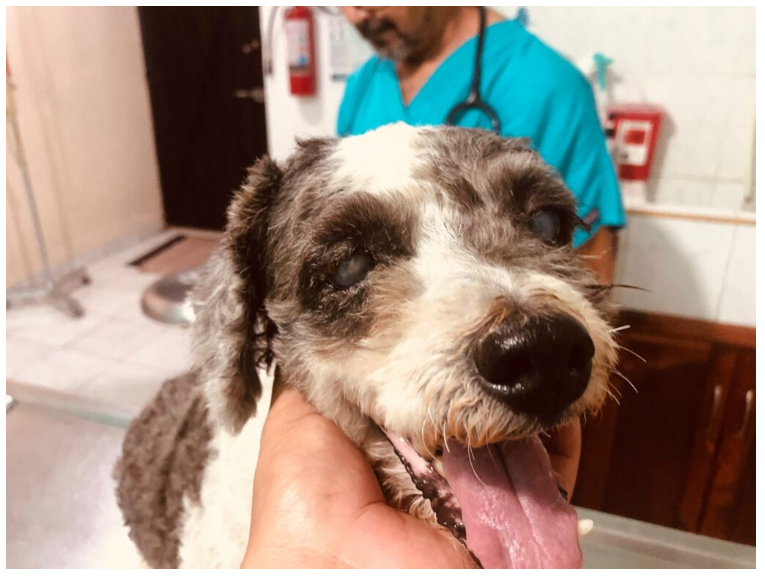 Golpe de calor afecta a las mascotas; aumentan infecciones oculares