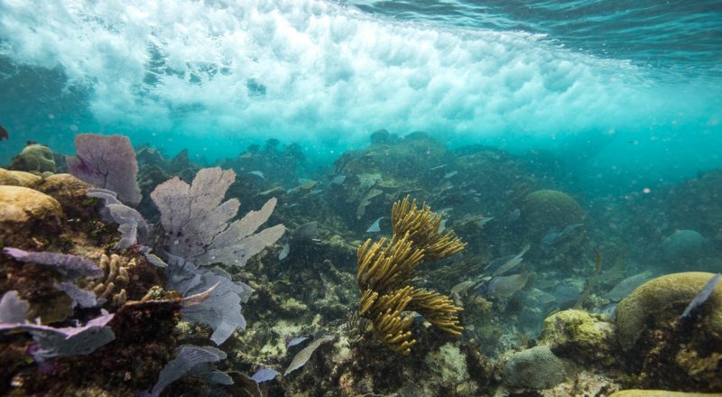 Inicia en abril restauración de arrecifes de coral en Puerto Morelos