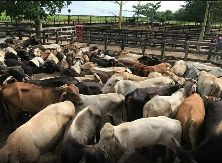 Intenso calor amenaza a unas 50 mil reses en Quintana Roo y a su comercialización