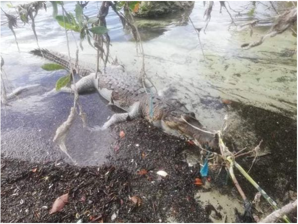 Muere “Larry” emblemático cocodrilo de la Bahía de Chetumal