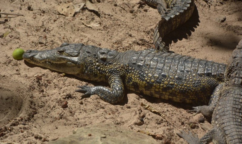 Niegan permiso para dar atención a animales cautivos en Crococun