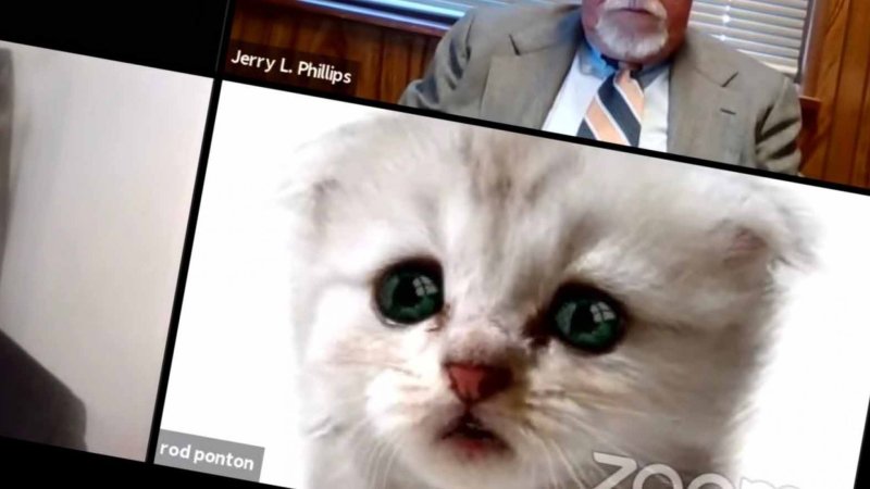 “No soy un gato”, dice abogado de EU que no supo quitar filtro en Zoom