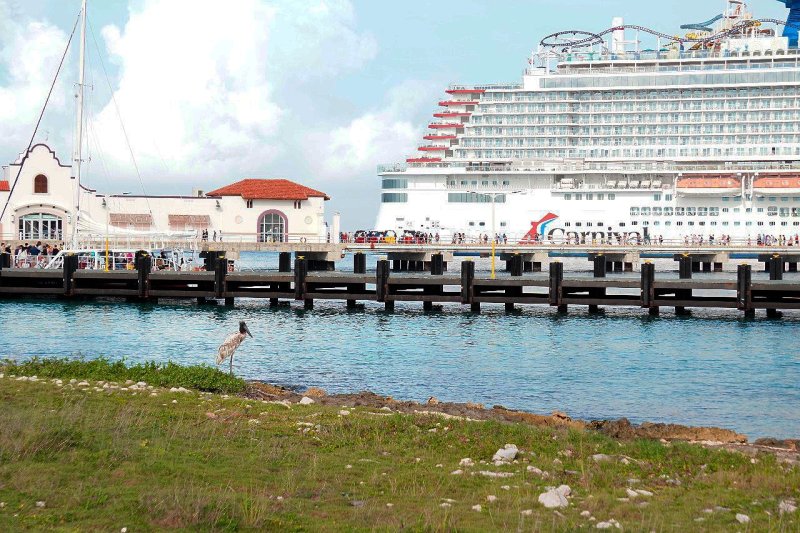 Registra la FPMC por primera vez en Cozumel a la Cigüeña Jabirú, especie en peligro de extinción