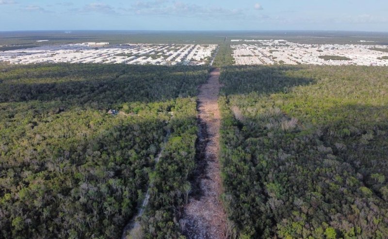 Tala y levantamiento de selva por Tren Maya alcanzan fraccionamiento en Quintana Roo￼