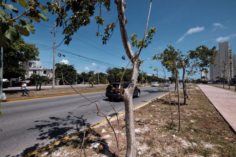 Fonatur supervisa reubicación y trasplante de más de 21 mil árboles retirados por el Tren Maya
