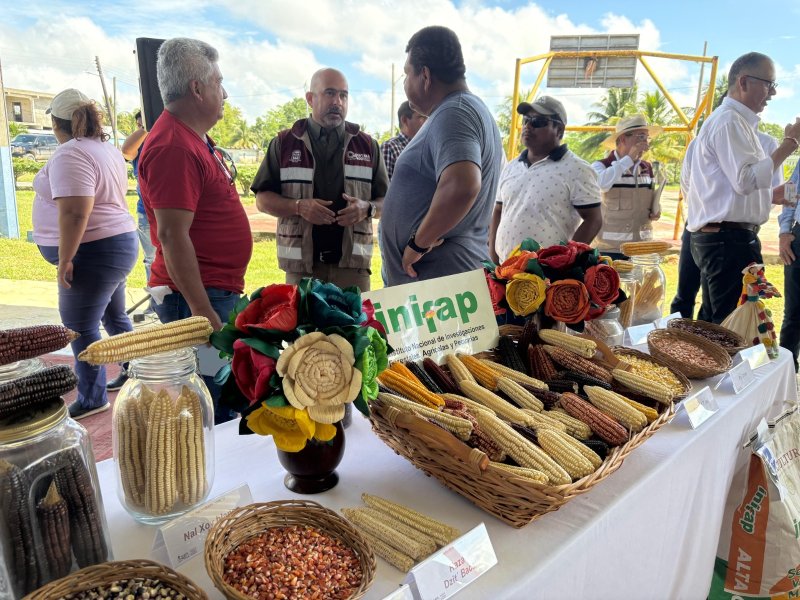 Quintana Roo se suma al arranque de la estrategia “Cosechando Soberanía” en Felipe Carrillo Puerto