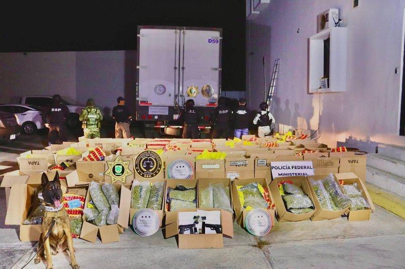 Fuerzas estatales y federales aseguran Torton cargado de cannabis y tres armas de fuego; el chofer, detenido