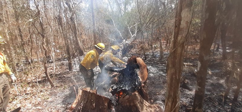 Trabajan intensamente en cooperación interinstitucional para combatir incendio que se presenta en 2,600 hectáreas de vegetación arbustiva en Lázaro Cárdenas, Quintana Roo.