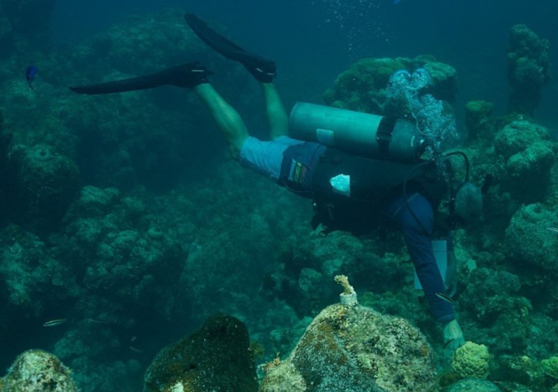 A través de la biotecnología se realiza por primera vez un programa de restauración en el arrecife Punta Sur