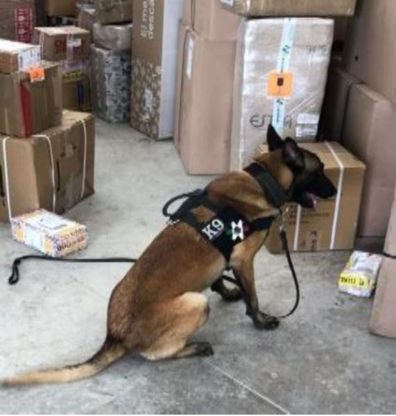 Perro detecta 3 kilos de marihuana en empresas de paquetería de Playa del Carmen