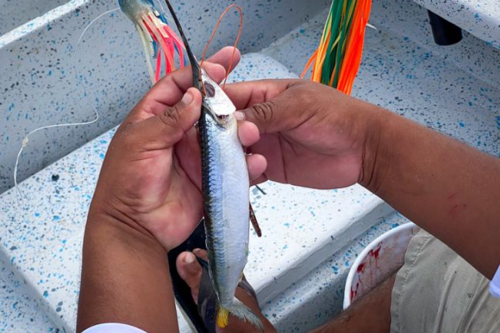 <a href="https://www.lajornadamaya.mx/quintana-roo/197908/pesca-con-futuro-busca-que-la-sostenibilidad-no-sea-una-moda#">Pesca con Futuro busca que la sostenibilidad no sea una ”moda”</a>