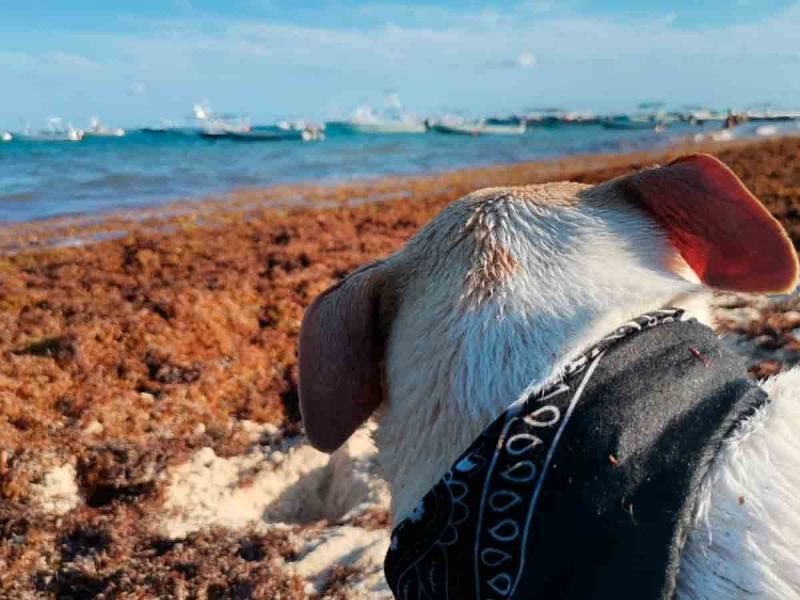 Recale de sargazo amenaza vacaciones de Semana Santa en Quintana Roo