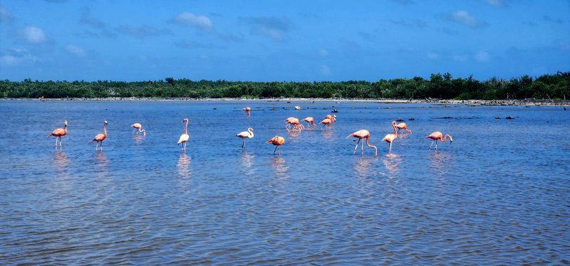 Regresan flamencos a Punta Sur y se registra nuevo registro de anillamiento en Cozumel: FPMC