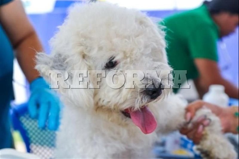 Proponen permiso laboral por fallecimiento de mascotas