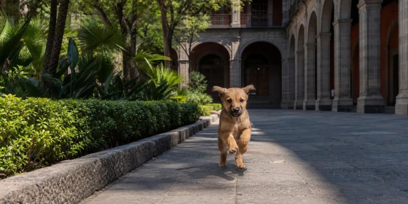 Puppy Rollo se instala en el Palacio Nacional
