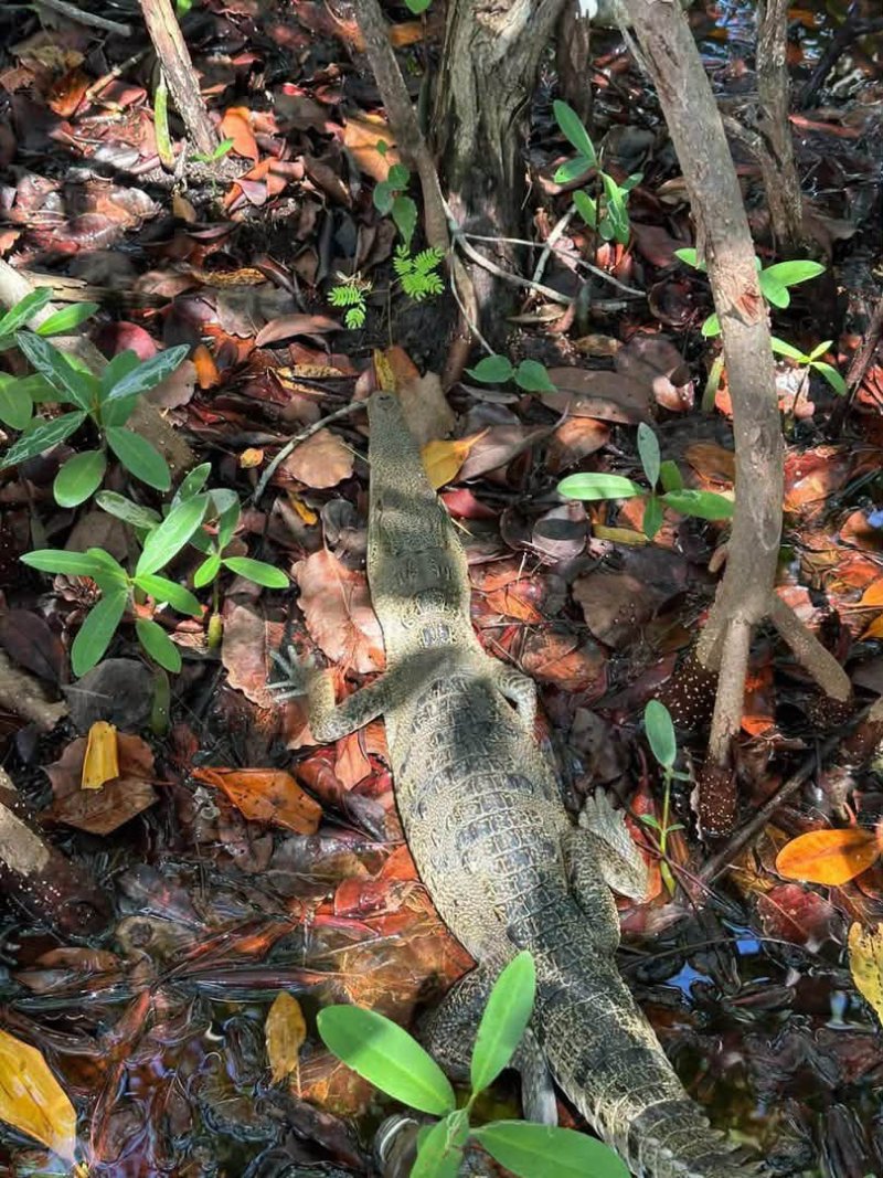 Cocodrilo de la especie Crocodylus acutus capturado en Playa Langosta
