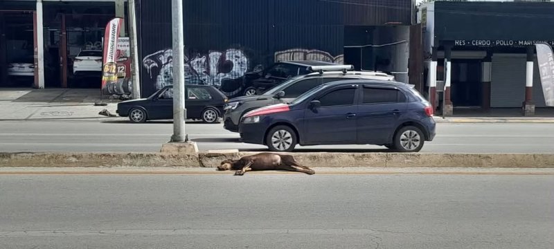Perro de raza dóberman atropellado en Cancún