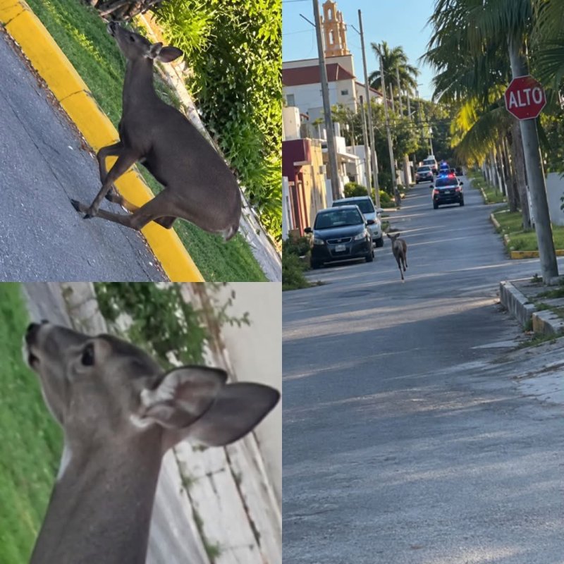 Venado perseguido por patrulla en Cozumel